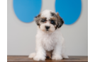 Shih Poo Pup Being Cute