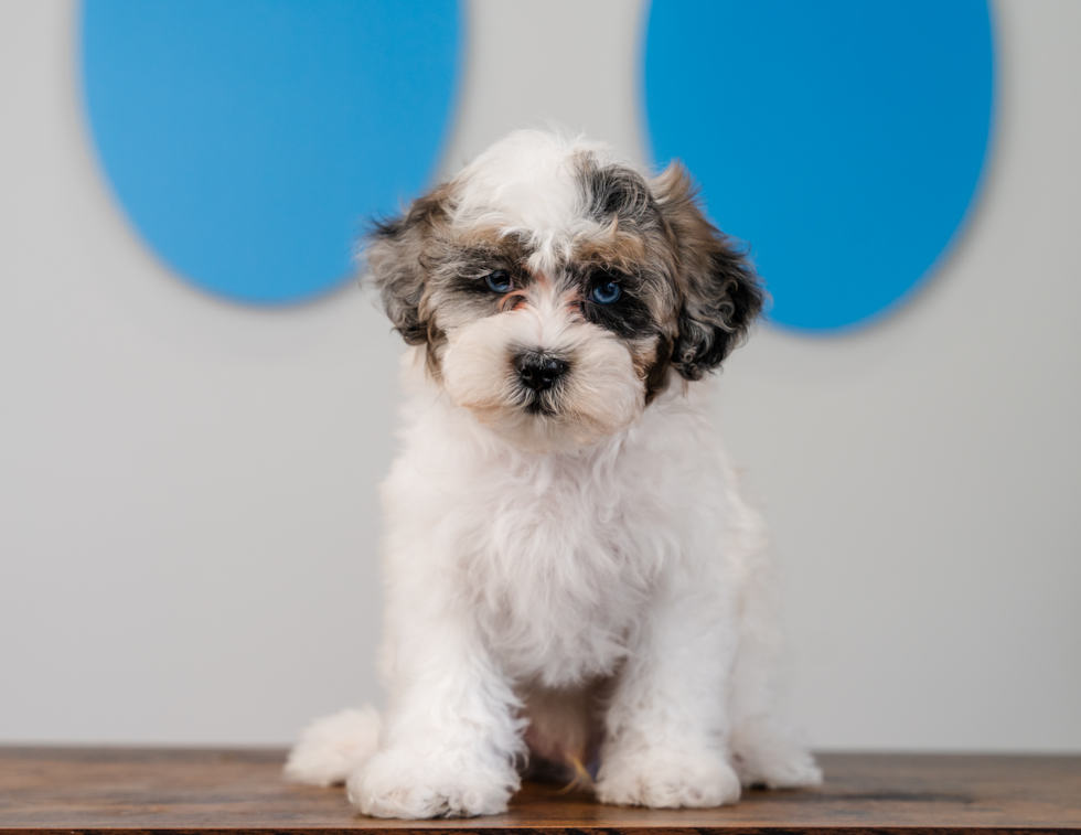 Shih Poo Pup Being Cute