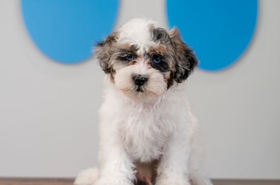 Shih Poo Pup Being Cute