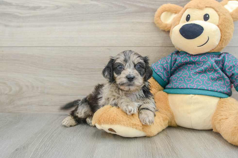 7 week old Shih Poo Puppy For Sale - Puppy Love PR