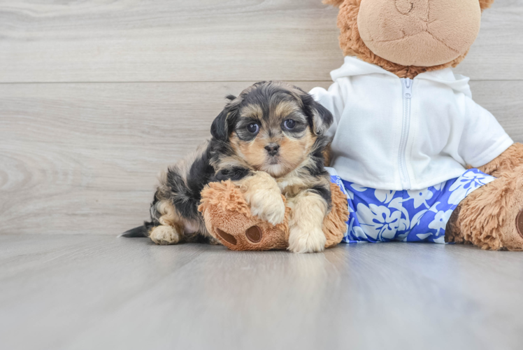 Fluffy Shih Poo Poodle Mix Pup
