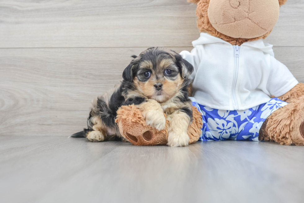 Fluffy Shih Poo Poodle Mix Pup