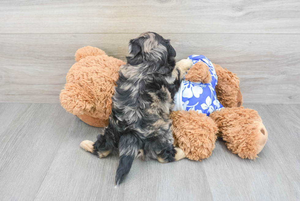 Shih Poo Pup Being Cute