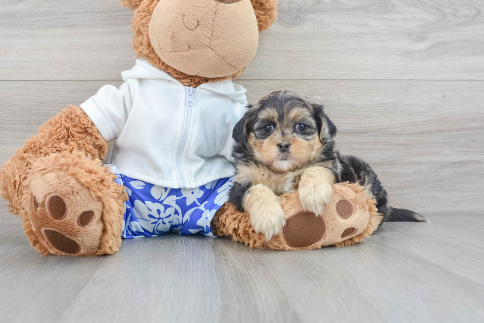 Small Shih Poo Baby