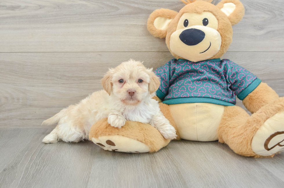 7 week old Shih Poo Puppy For Sale - Puppy Love PR