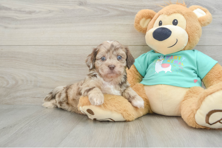 Little Shih Poo Poodle Mix Puppy