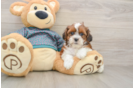 Little Shih Poo Poodle Mix Puppy