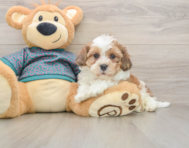 7 week old Shih Poo Puppy For Sale - Puppy Love PR