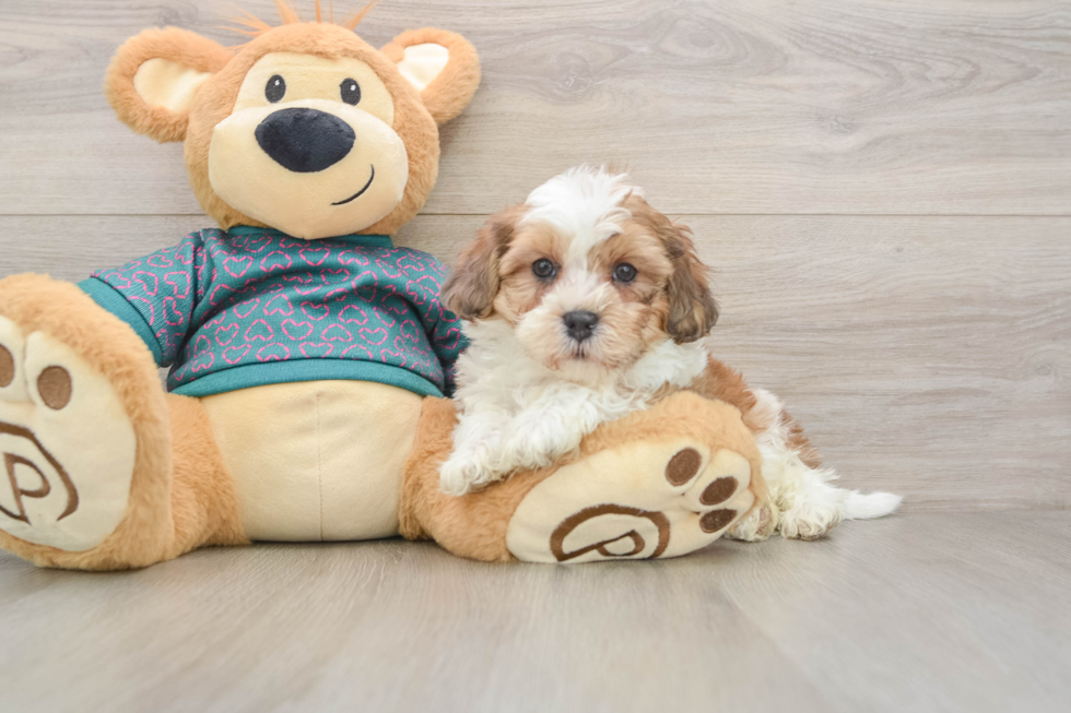 Shih Poo Pup Being Cute