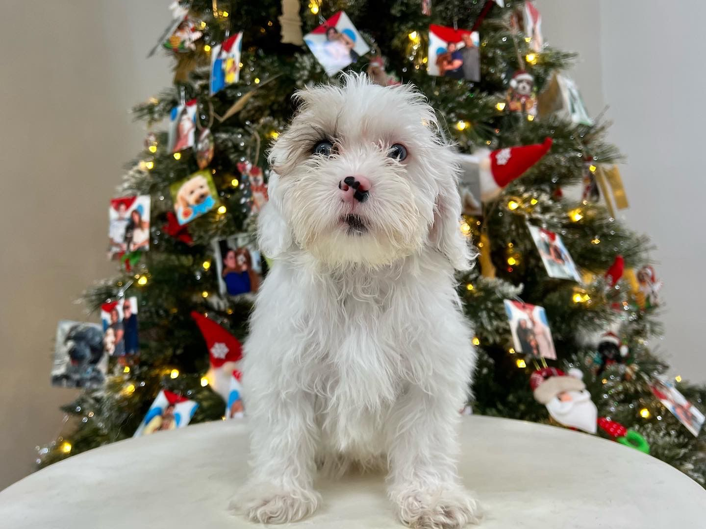 Shih Poo Pup Being Cute