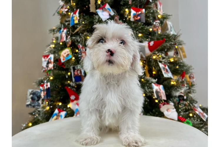 Shih Poo Pup Being Cute