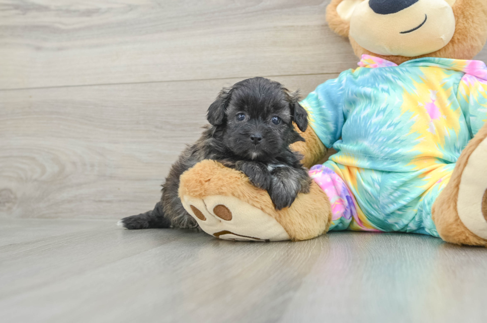 5 week old Shih Poo Puppy For Sale - Puppy Love PR