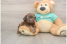 Shih Poo Pup Being Cute