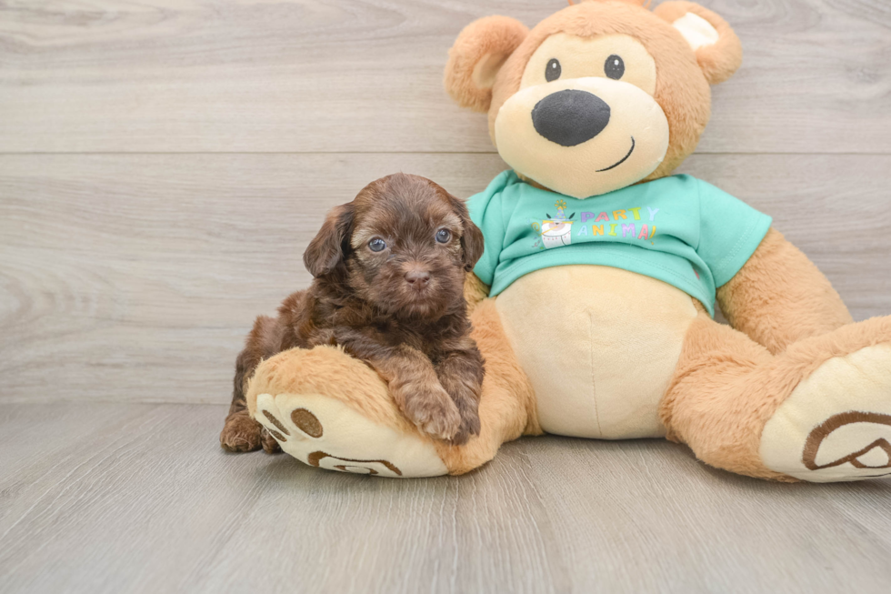 Shih Poo Pup Being Cute