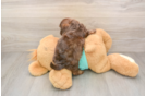 Shih Poo Pup Being Cute