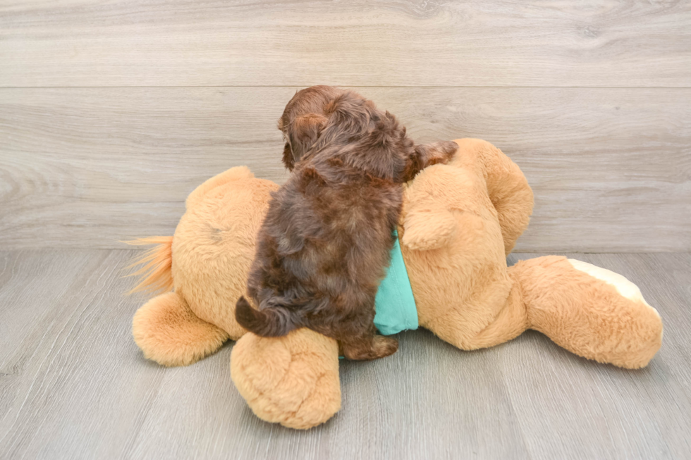 Shih Poo Pup Being Cute