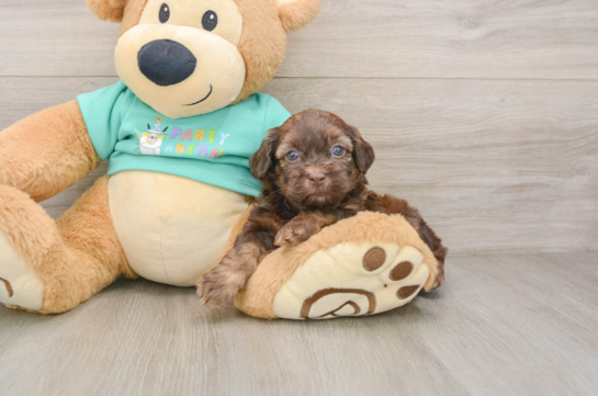 Petite Shih Poo Poodle Mix Pup