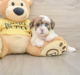 8 week old Shih Poo Puppy For Sale - Puppy Love PR