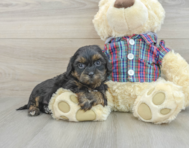 8 week old Shih Poo Puppy For Sale - Puppy Love PR