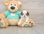 9 week old Shih Poo Puppy For Sale - Puppy Love PR