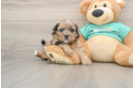 Shih Poo Pup Being Cute