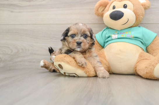Shih Poo Pup Being Cute