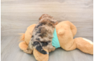 Best Shih Poo Baby