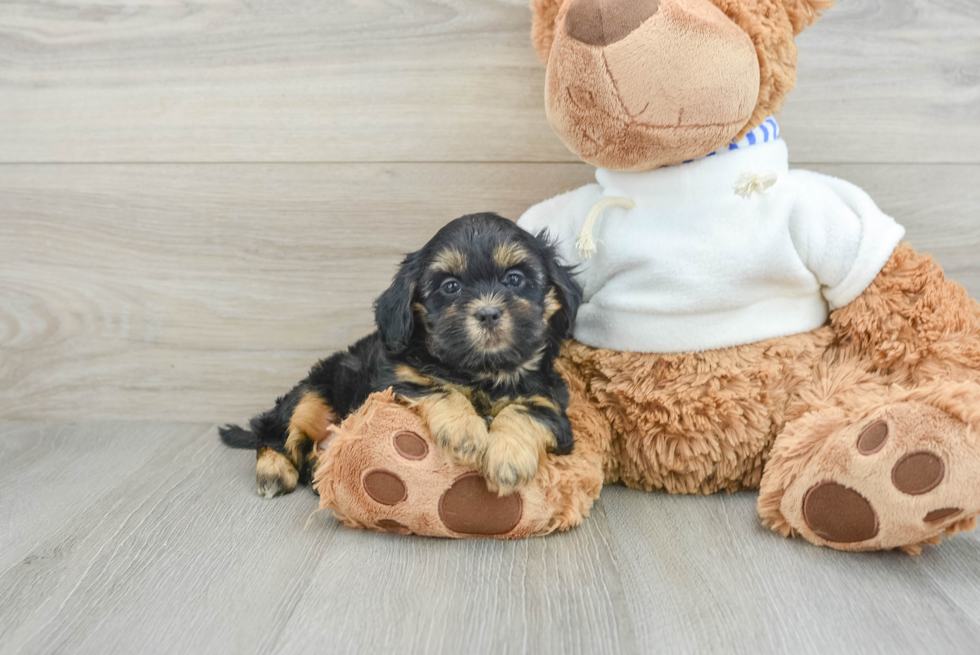 Friendly Shih Poo Baby