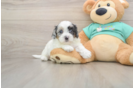 Shih Poo Puppy for Adoption