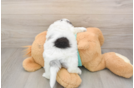 Best Shih Poo Baby