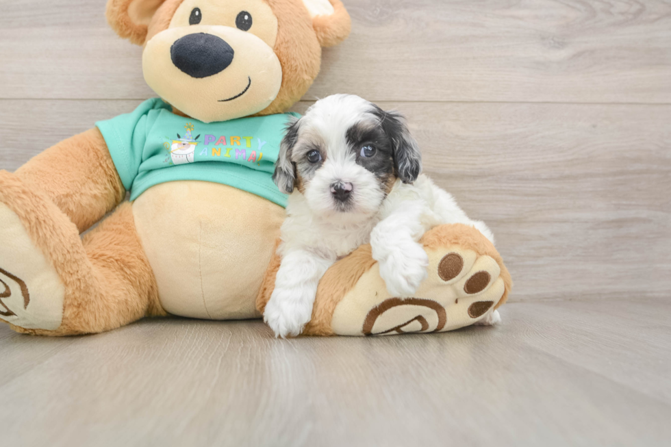 Shih Poo Puppy for Adoption