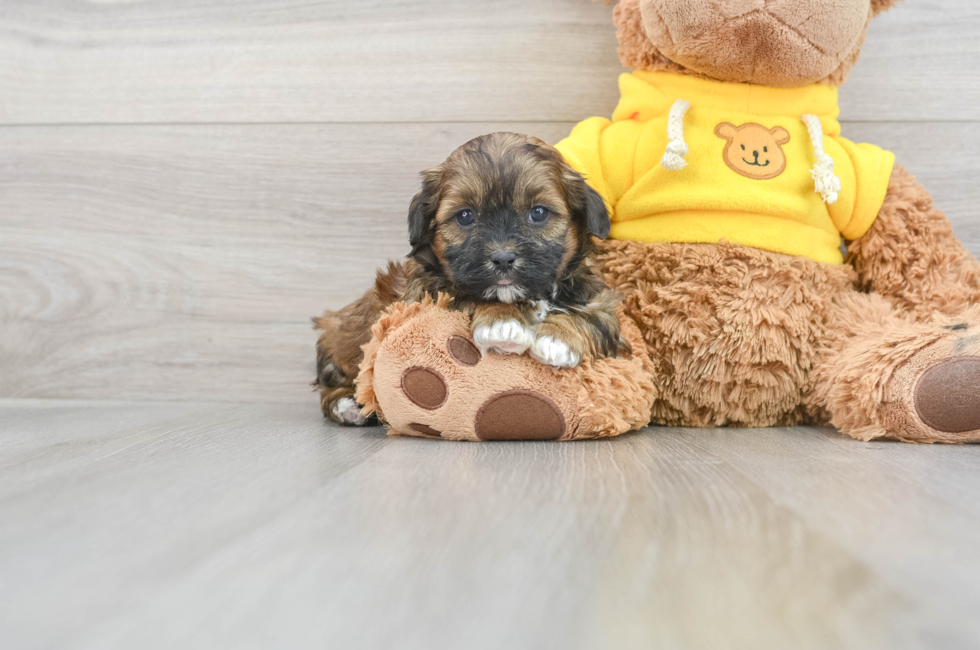 6 week old Shih Poo Puppy For Sale - Puppy Love PR