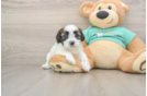 Sweet Shih Poo Baby