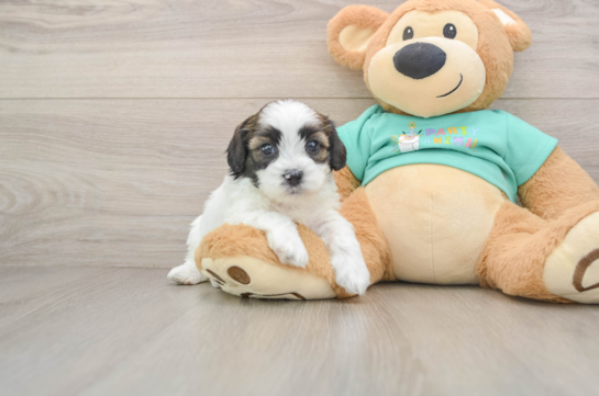 Sweet Shih Poo Baby
