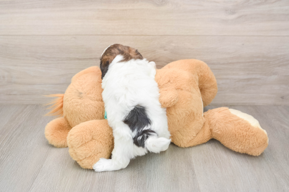 Funny Shih Poo Poodle Mix Pup