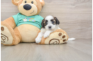 Best Shih Poo Baby