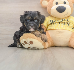8 week old Shih Poo Puppy For Sale - Puppy Love PR