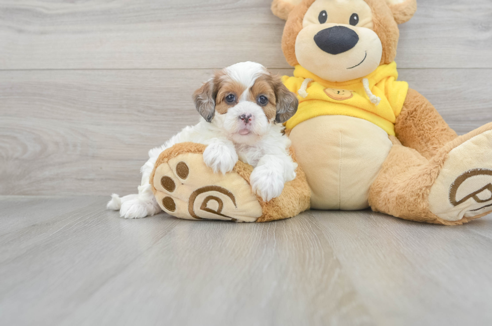 8 week old Shih Poo Puppy For Sale - Puppy Love PR