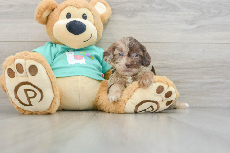 8 week old Shih Poo Puppy For Sale - Puppy Love PR