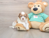 7 week old Shih Poo Puppy For Sale - Puppy Love PR