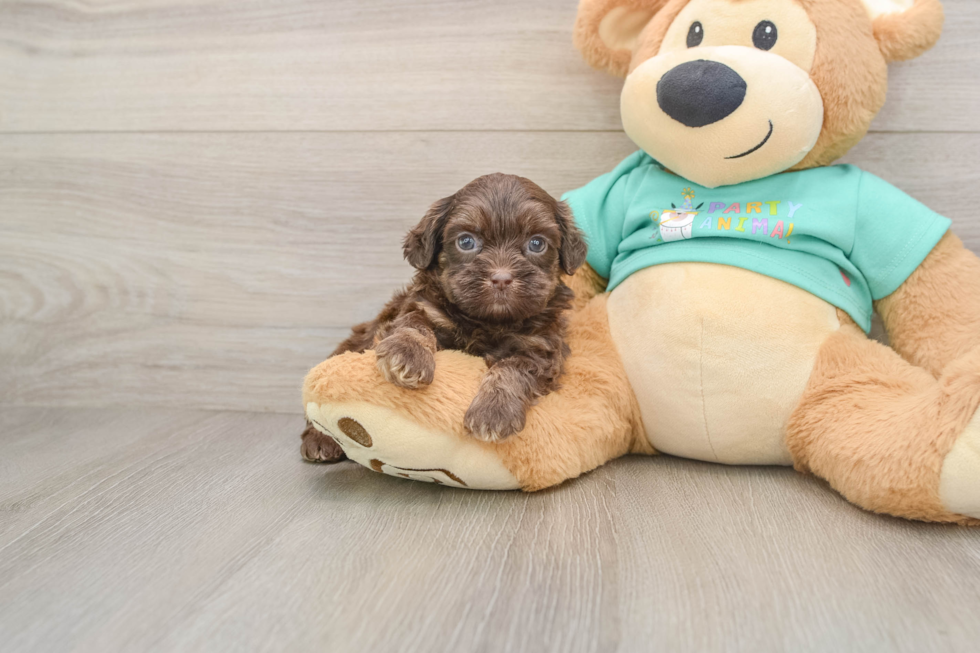 Adorable Shihpoo Poodle Mix Puppy