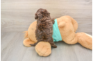 Best Shih Poo Baby