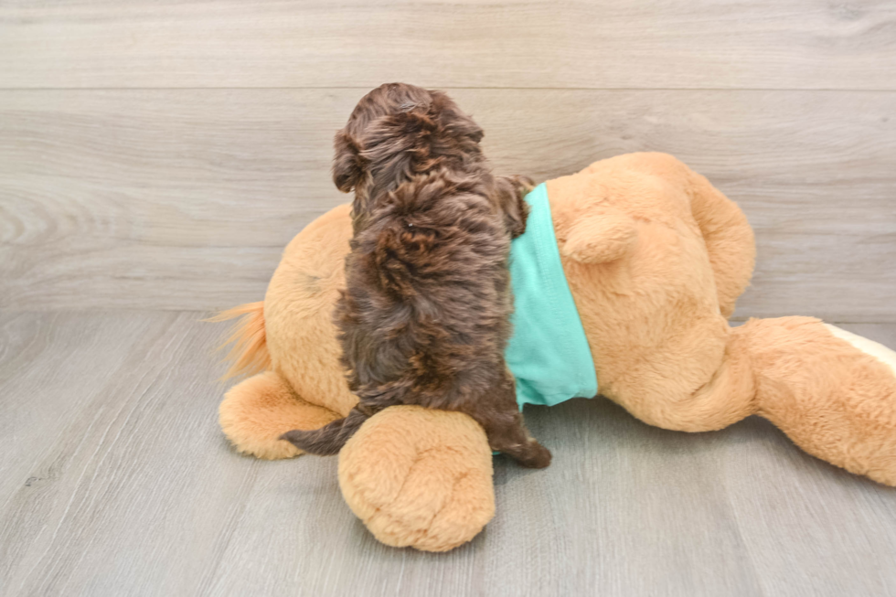 Best Shih Poo Baby