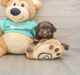 9 week old Shih Poo Puppy For Sale - Puppy Love PR