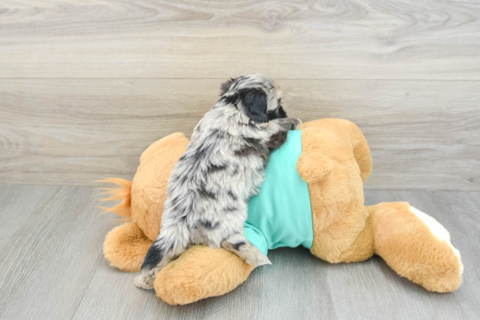 Funny Shih Poo Poodle Mix Pup