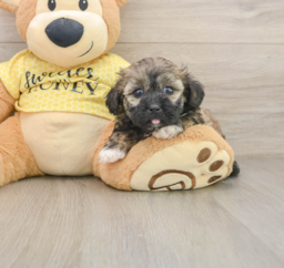 8 week old Shih Poo Puppy For Sale - Puppy Love PR