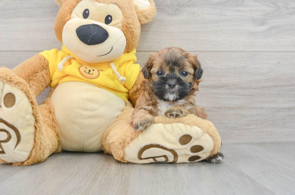 6 week old Shih Poo Puppy For Sale - Puppy Love PR