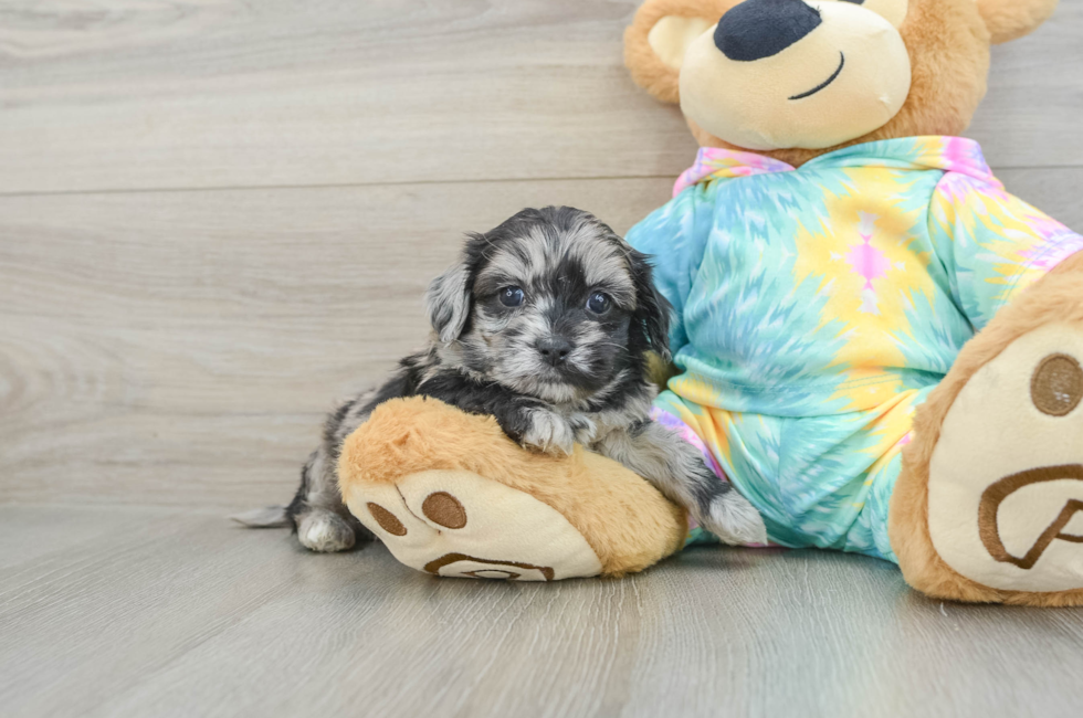 5 week old Shih Poo Puppy For Sale - Puppy Love PR