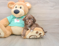 7 week old Shih Poo Puppy For Sale - Puppy Love PR