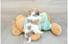 Cute Shih Poo Baby